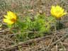 Tavaszi hérics (Adonis vernalis)