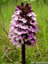 Bíboros kosbor (Orchis purpurea)