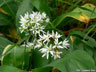 Virágzó medvehagyma (Allium ursinum)