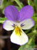 Háromszínű ibolya (Viola tricolor)