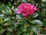 Havasszépe (Rhododendron)