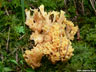 Fésűs korallgomba (Clavulina cristata)