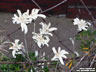 Edelweiss - havasi gyopár (Leontopodium alpinum)