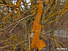 Közönséges sárgazuzmó (Xanthoria parietina)