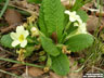 Szártalan kankalin vagy guggonülő kankalin (Primula vulgaris)