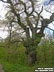 Üreg fa a Kisréti vadászház közelében