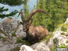Alpesi kőszáli kecske (Capra ibex)